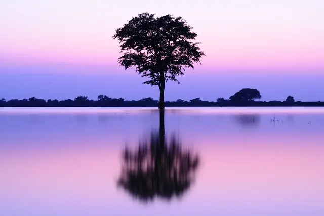 lac-arbre-nature